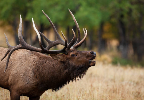 Elk Season Sale!